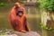 Orangutan in the Singapore Zoo