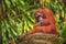 Orangutan in the Singapore Zoo