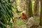 An orangutan sits under a tree