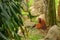 An orangutan sits under a tree