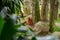 An orangutan sits under a tree