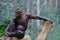 Orangutan sitting on a felled tree.