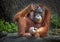 Orangutan sitting in nature.