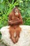 Orangutan sitting on the rock and cross ones arm