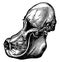 Orangutan skull, vintage engraving