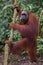 Orangutan standing near tree and chews a banana (Bohorok, Indonesia)