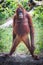 Orangutan Standing Proud on a Log