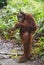 Orangutan stands on its hind legs in the jungle. Indonesia. Orangutan in the wild. Indonesia. The island of Kalimantan Borneo
