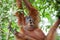 Orangutan in Sumatra