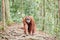 Orangutan in Sumatra