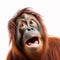 The orangutan is surprised, the monkey opened its mouth and bulged its eyes, close-up isolated