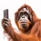 Orangutan takes selfie, monkey takes picture of himself with smartphone. Close-up on white