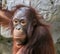 Orangutan At Tampa Zoo