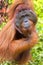 Orangutan,Tanjung Puting National Park, Borneo