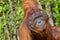 Orangutan, Tanjung Puting National Park, Borneo, Indonesia