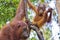 Orangutan, Tanjung Puting National Park, Borneo, Indonesia