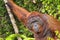 Orangutan, Tanjung Puting National Park, Borneo, Indonesia