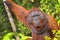 Orangutan,Tanjung Puting National Park, Borneo, Indonesia