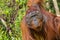 Orangutan, Tanjung Puting National Park, Indonesia