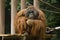 Orangutan thinking