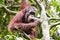 Orangutan thinking on a tree