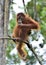 Orangutan on the tree in a natural habitat. Bornean orangutan Pongo pygmaeus wurmmbii in the wild nature. Rainforest of Isla