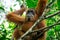 Orangutan in tropical rainforest. Sumatra, Indonesia