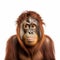 Orangutan On White Background: Joram Roukes Inspired Close-up Bio-art