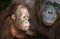 Orangutan with young close-up