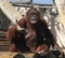 Orangutan at Zoo Tampa at Lowery Park