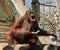 Orangutan at Zoo Tampa at Lowery Park