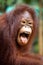 Orangutang cute and smile.