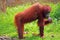 Orangutang eating a banana in Borneo