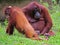 Orangutang family