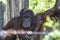 Orangutang looking straight out with a grin, wire blurred in foreground