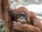 Orangutang monkey ape animal