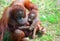 Orangutang mother and baby