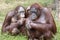 Orangutang mother and son