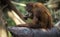 Orangutang (Pongo) baby sits on the tree.