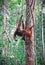 Orangutang in rainforest