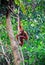 Orangutang in rainforest