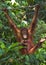 Orangutang swinging on a rope
