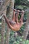 Orangutang swinging on a rope