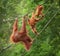 Orangutangs in funny poses walking on a rope