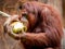 Orangutans eating coconut