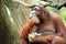 Orangutans eating sugarcane
