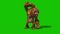 Orangutans Front Green Screen Monkey Animals 3D Rendering Animation