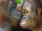 Orangutans have feelings too! Closeup image of a pair of loving orangutans.