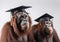 orangutans monkey with graduation cap on white background