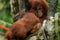Orangutans, mother and a baby, sitting on platform, looking to the left